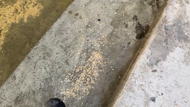 Утки_зовут смотреть онлайн