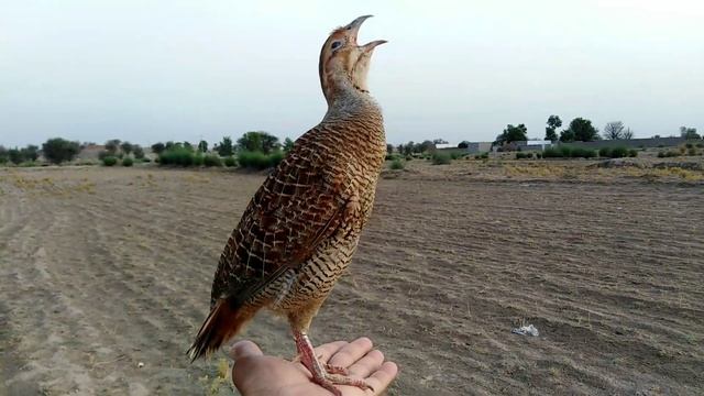 Teetar awaz | teetar sound | gray francolin teetar sound | female teetar awaz смотреть онлайн