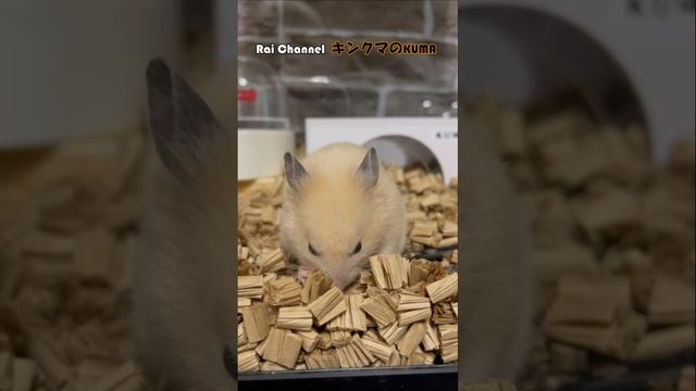 ハムスターがかじり木を噛む様子を観察【かわいいハムスター】ハムスター観察