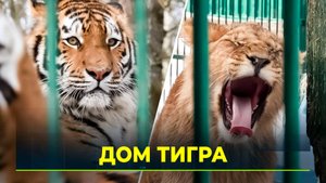 В Ленобласти существует единственный в России хоспис для диких кошек