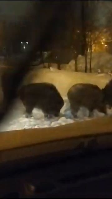 Не чего себя Кабанчики среди домах Гуляет🐗 🤯🤯 #кабан #кабаны #москва #хаха смотреть онлайн