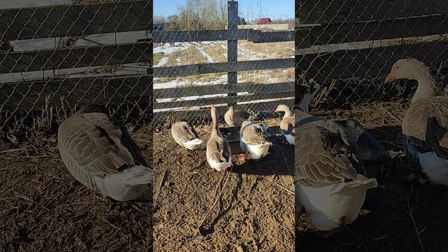 Провожаю гусей до загона. Гусак Серый показывает свой характер