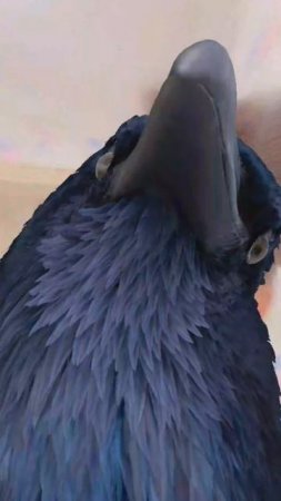 кар кар кар