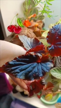 Арабский закат ✨🌹🍒 Кейн Бегония #Авито