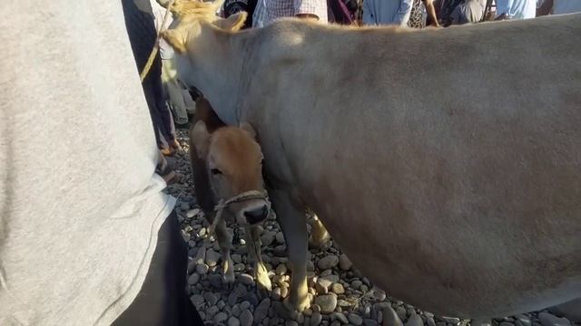 ИСКРА ШАНБЕ МОЛ БОЗОРИ БУГУНГИ 17 06 2023 @Qizilobod_Tv смотреть онлайн