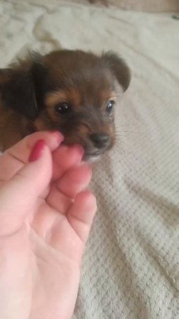 28.11.2024 г. Весёлая троица: Боня, Злата и Финик 🐶🐶🐶