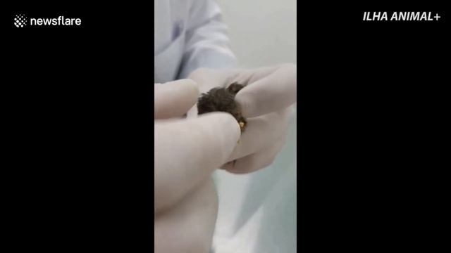 171223298 Rescuers Remove Maggots From Baby Bird смотреть онлайн