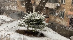 Влог. То дождь, то снег. Проблема уличных кошек. Электрогриль и лапша Б/П. 25 марта 2025 г.
