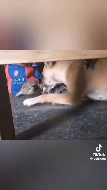Наезды черепахи на собаку. Агрессивная черепаха. Вы такое видели? 😂🤣✨