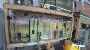 Рыбки которых нерестили. Пошла Лакустрис. И Гурами жемчуг