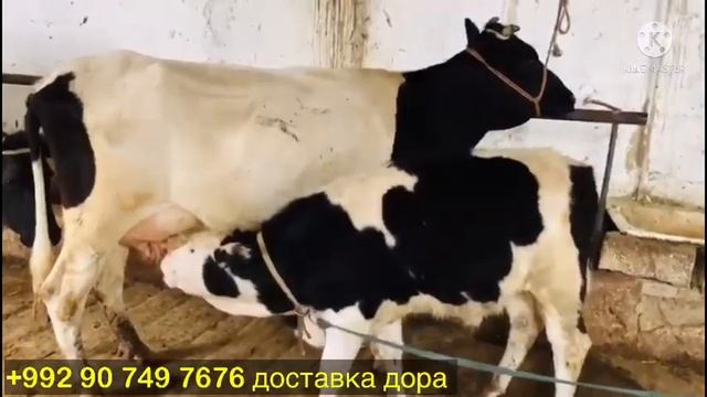 СРОЧНО ФРУШИ 9 марта 2022 г. смотреть онлайн