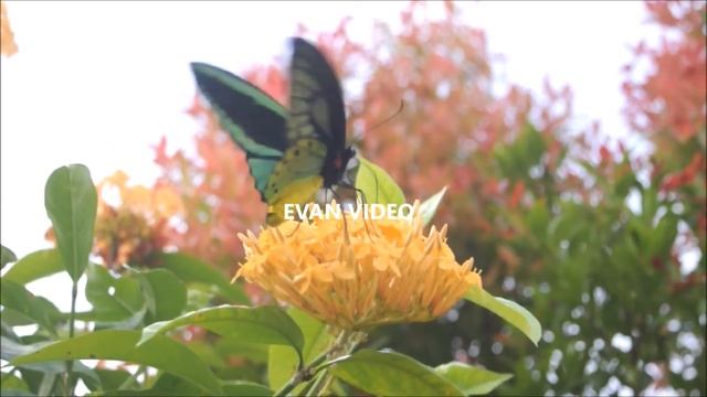 Kupu-kupu langka | Ornithoptera priamus di Teluk Wondama смотреть онлайн