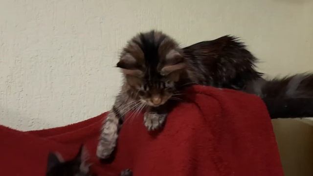 Лорд Блэквуд смотреть онлайн