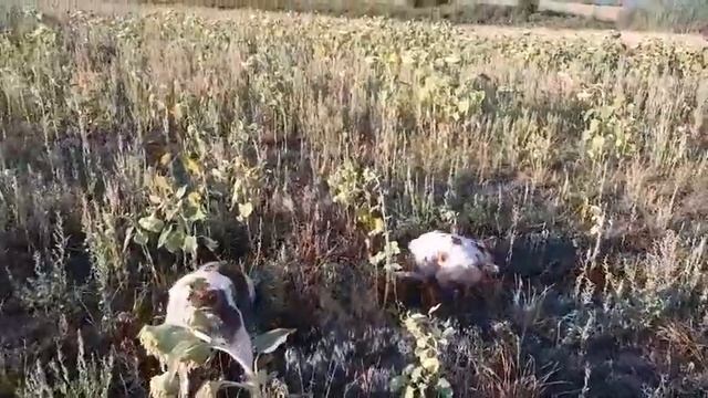 Берта и Бела смотреть онлайн