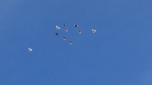 Николаевские голуби (05.01.17)