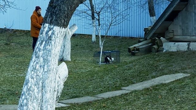 Битое стекло на горле кошки! смотреть онлайн