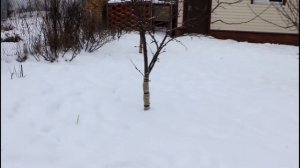 Чехол Зеферт