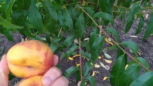 сорт інжирного нектарину "Плтатеріне 264"