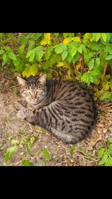 МО, Железнодорожный ( мкр.Павлино)🆘Ищем старых или новых хозяев. В приюте мест нет. смотреть онлайн