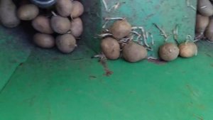 Сажаем картошку трактор ЮМЗ и польская картофелесажалка. Plant potatoes. #vseklevo #синийтрактор