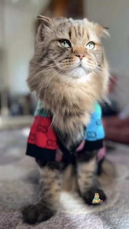 Вам понравились мои наряды?🥹❤️ #котики #весна #кот