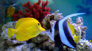 Аквариумные Рыбки Спокойная Музыка Для Души Сна И Отдыха - 60 минут релаксации.