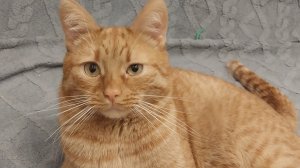 Классное видео о рыжем коте-89 выпуск.