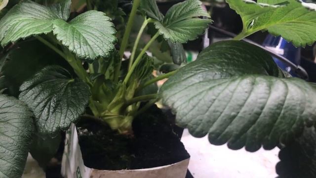 Фавори в горшках и другие НСД сорта в минеральной вате Гродан смотреть онлайн