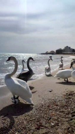 ЕВПАТОРИЯ!!! Море и лебеди