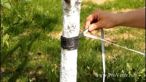 Ловчий пояс «Муралов»