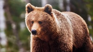 "ПЕРВОЗДАННАЯ РОССИЯ- 2025"