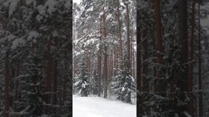 №74 Повышение уровня жизненных сил