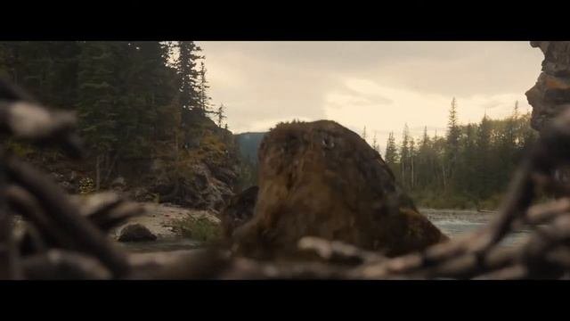 Хищник против медведя.