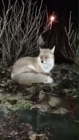Цыца