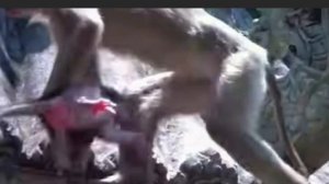 Пакостные проделки bad monkey или bad monkeys - не такое уж редкое явление в ...    1000041749.mp4