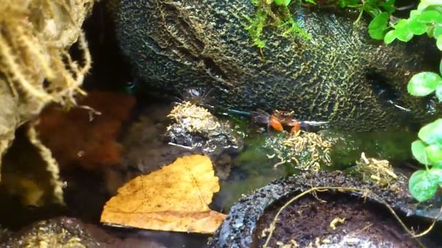 Geosesarma spec. Red Devil смотреть онлайн