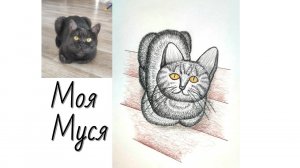Как нарисовать кошку карандашами