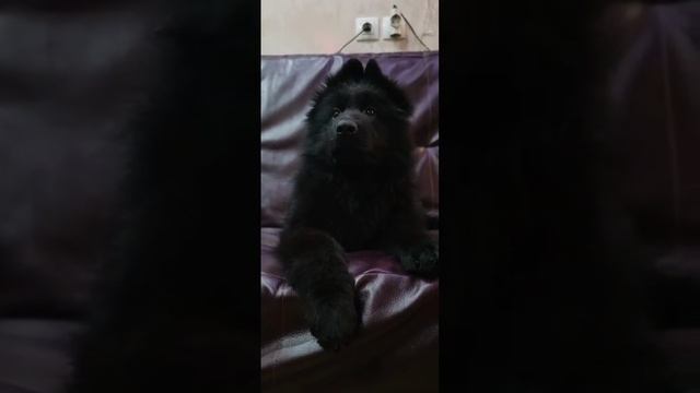 Шакира