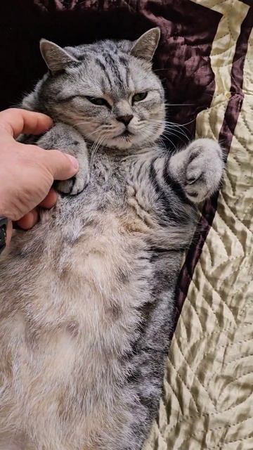 Может его в Автоклав ? Убил бы нах #домашниеживотные #кот #котик #коты