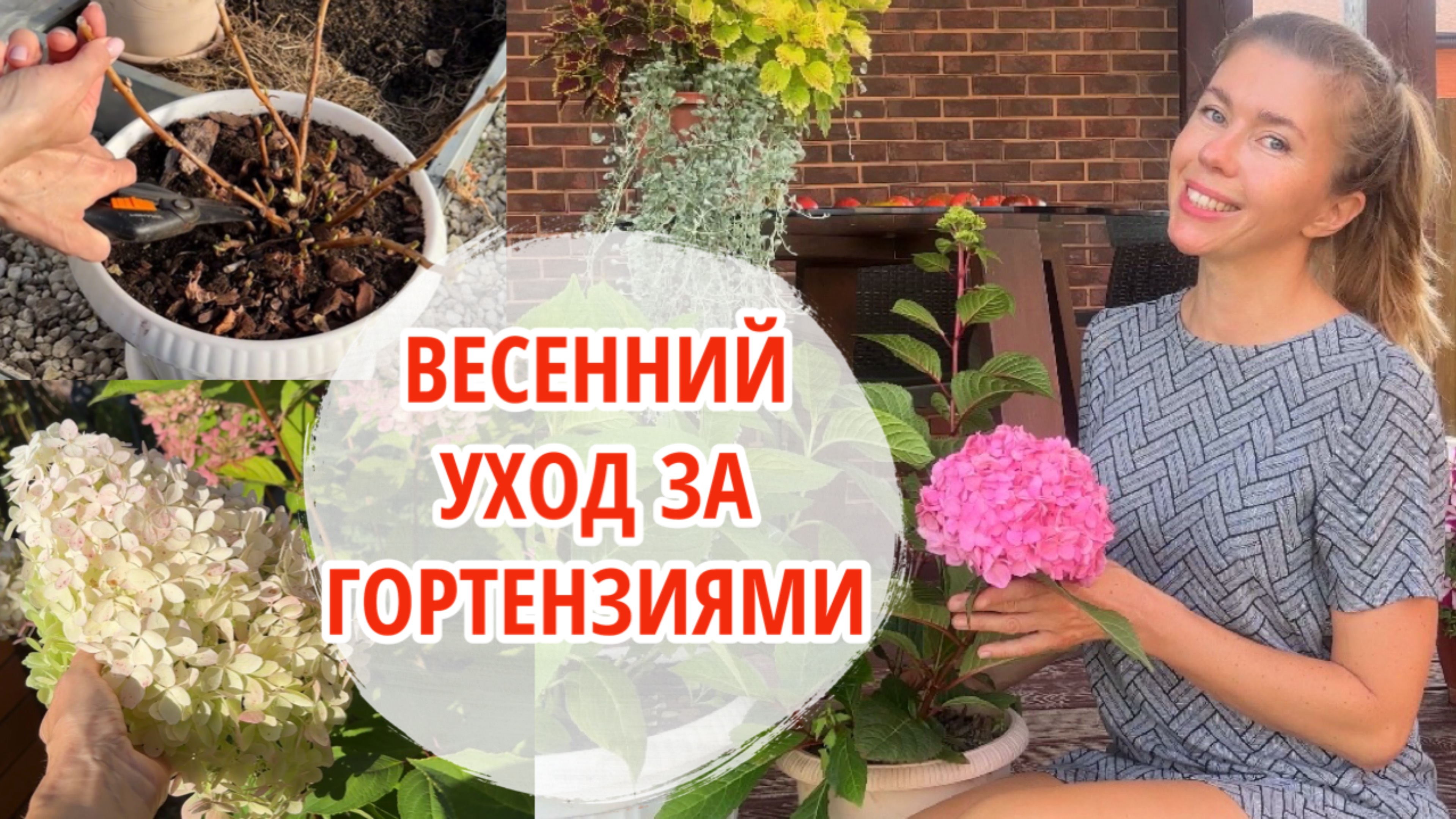 Весенняя обрезка, подкормки и черенкование гортензий