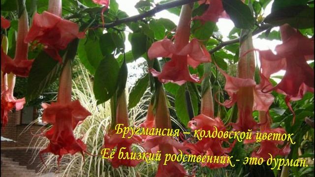 ПРЕКРАСНЫЕ И УЖАСНЫЕ