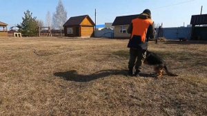 Как отучить собаку поднимать ,хватать с земли  мусор#послушнаясобака#кинолог#немецкаяовчарарка.