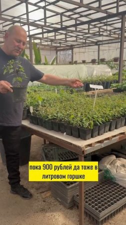 Эвкалипт краснокорый