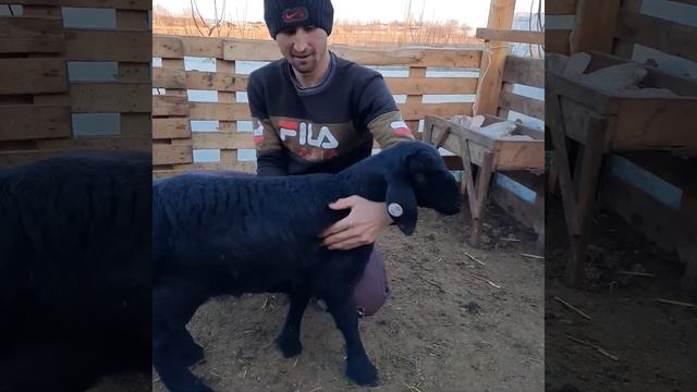 Гиссарские ягнята. Месячные кучкарики. +998903188634 смотреть онлайн