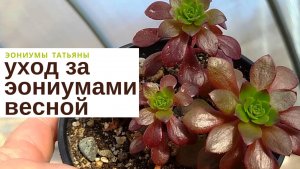 №122 Уход за эониумами весной