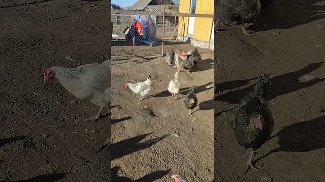 Со звёздочкой Лапой покормили кур 🐔 собрали яйца🥚