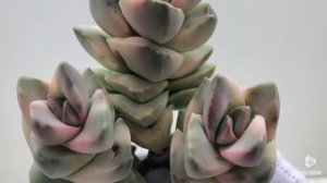 Crassula Moonglow (3headed)