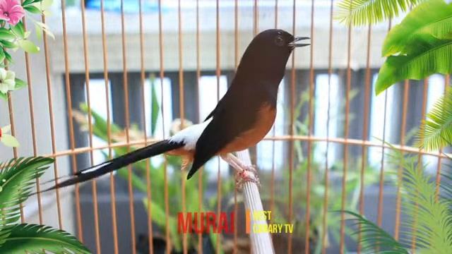 TERAPI PAGI HARI bikin MURAI BATU GACOR Bongkar isian Cililin Gereja tarung Kenari