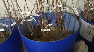 🔥Акция! Скидка 30% на всё!!!Заказ на черенки и саженцы по Тел,WhatsApp и Telegram : 8-918-43-794-43