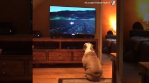 Любимая реклама моей собаки))